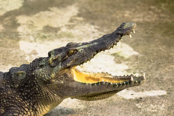 Coccodrillo a bocca aperta — Foto Stock