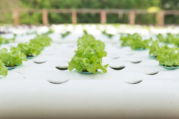 Hydroponic plantaardige — Stockfoto