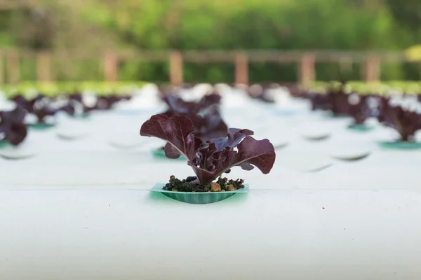 Hydroponic vegetable — Stock Photo, Image