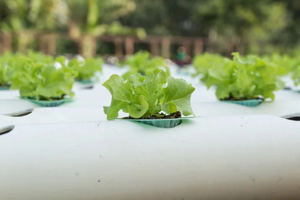 Legumes hidropônicos — Fotografia de Stock