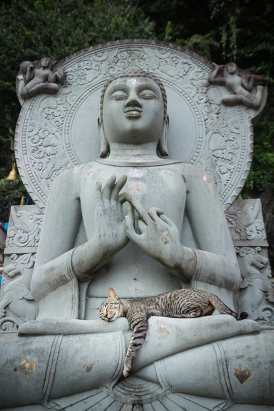 Gato durmiendo en el regazo Estatuas de Buda . — Foto de Stock