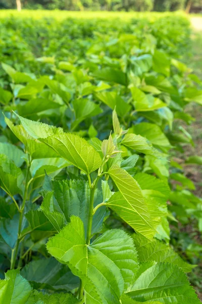 Blad Moerbeiboom op veld — Stockfoto