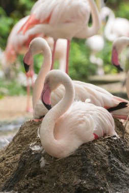 Flamingo kalan zemin üzerinde