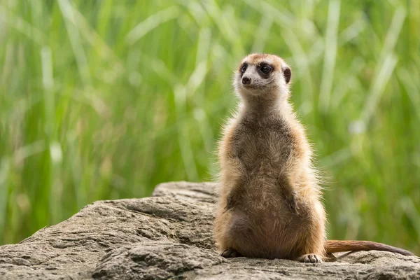 Meerkat rondkijken — Stockfoto