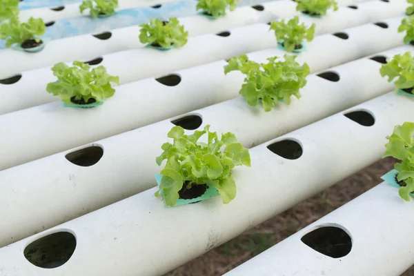 Hydroponic vegetable — Stock Photo, Image