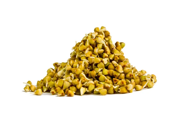 Beyaz bir arka plan üzerinde iki gün yeşil buğday filizi.