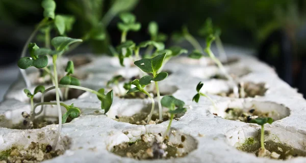Hydroponics kullanarak yetiştirilen bitkiler.
