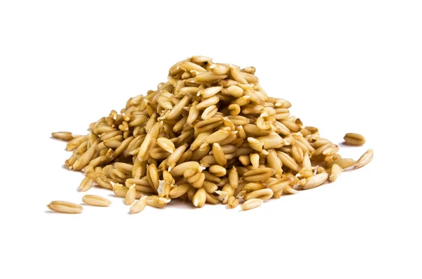 yulaf beyaz zemin üzerine iki gün fidan.