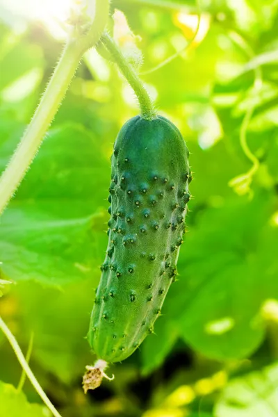 Growing cucumbers in the garden — Stock Photo, Image