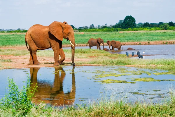 Énorme mâle éléphant d'Afrique — Photo