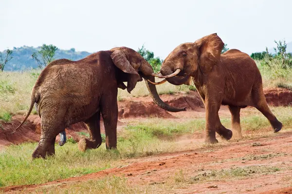 Bitwa pod słonie — Zdjęcie stockowe