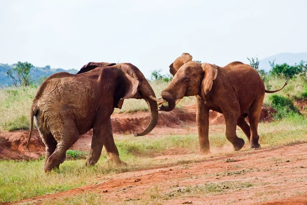 Bitwa pod słonie — Zdjęcie stockowe