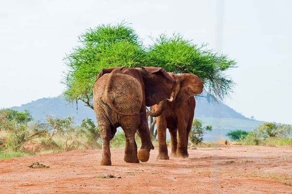 Battle of elephants — Stock Photo, Image