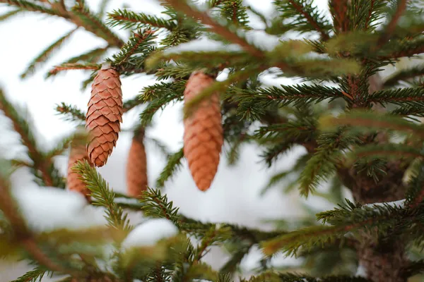 Pine Cone és Branches. tűlevelű fa háttér szabadban, bokeh — Stock Fotó