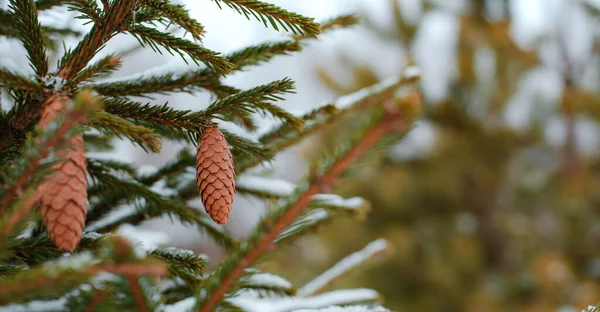 Sosnowy stożek i gałęzie. Drzewo iglaste tło na zewnątrz, bokeh — Zdjęcie stockowe