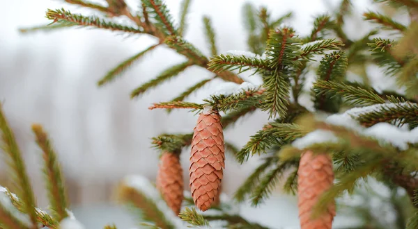 Sosnowy stożek i gałęzie. Drzewo iglaste tło na zewnątrz, bokeh — Zdjęcie stockowe