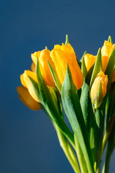 春の花のバナー 水の露滴と春の太陽の光の中で黄色の湿式チューリップの花の花束 — ストック写真