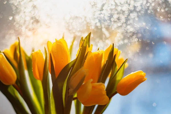 窓辺に雨が降った後の黄色のチューリップの日差しの花束 春の時間だ 春の太陽の下で花のクローズアップ ボケグレア ドロップします 3月8日女の日 — ストック写真