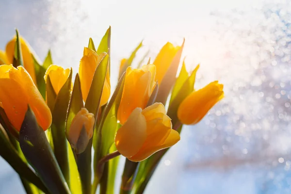 窓に雨が降った後の黄色のチューリップの光の花束. — ストック写真