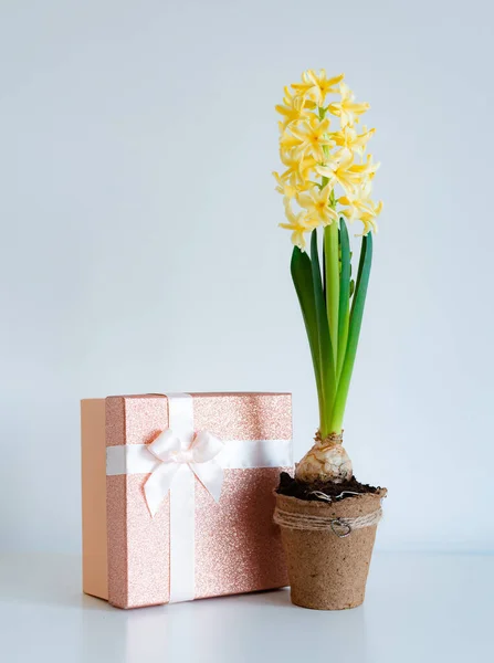 Yellow hyacinth in a pot and gift boxes on a white background — Stock Photo, Image
