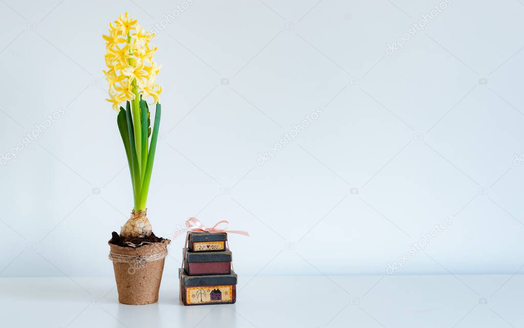 yellow hyacinth in a pot and gift boxes on a white background