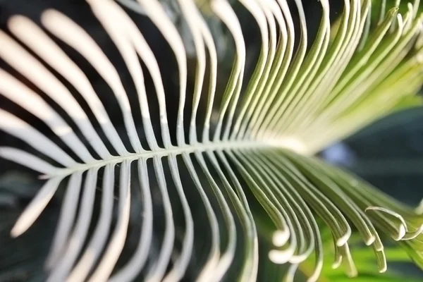 Leaves in pattern — Stock Photo, Image