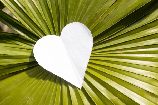 Corazón en la hoja grande — Foto de Stock