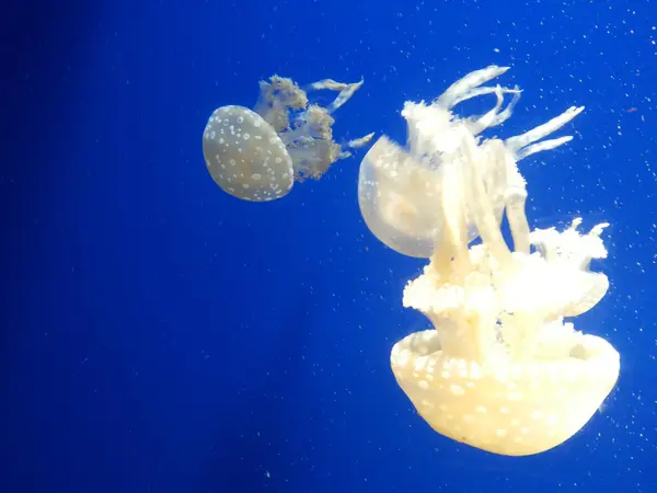 Acuario grande con peces — Foto de Stock