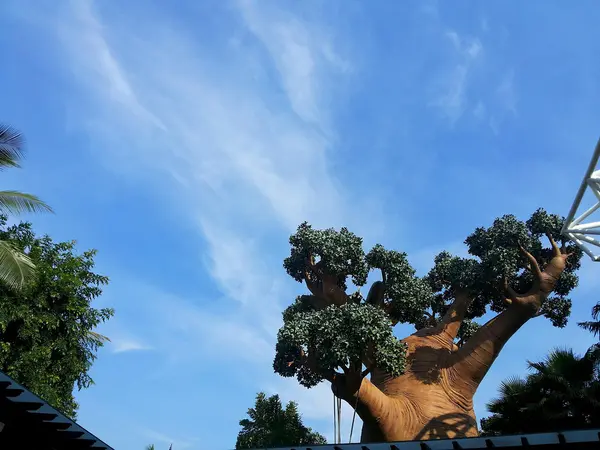 Árbol con cielo azul — Foto de Stock