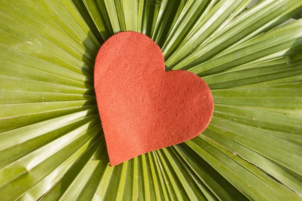 Corazón rojo en la hoja —  Fotos de Stock