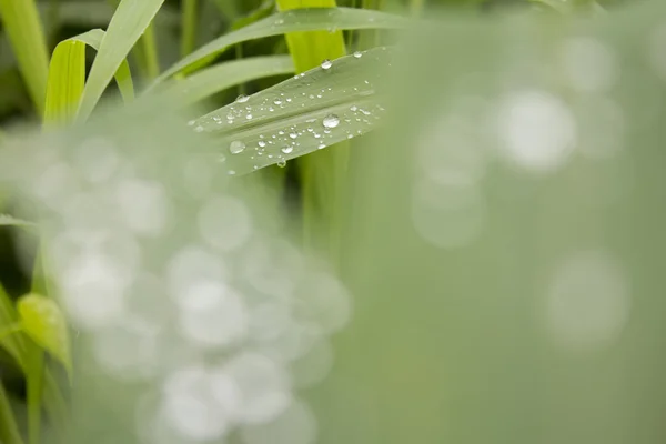 Droplet on leaf — Stock Photo, Image