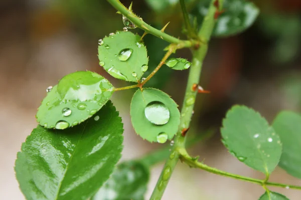 Rosée sur les feuilles — Photo