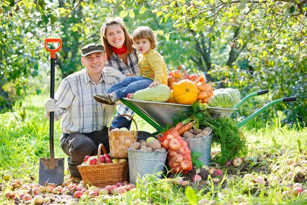 Gelukkig familie oogsten van appels — Stockfoto