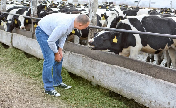 Farmer feeding a cow — Stock Photo, Image