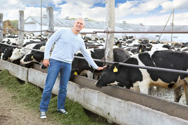 Agricoltore che alimenta una mucca — Foto Stock