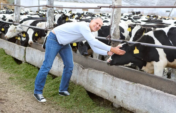 Agricultor alimentando uma vaca — Fotografia de Stock