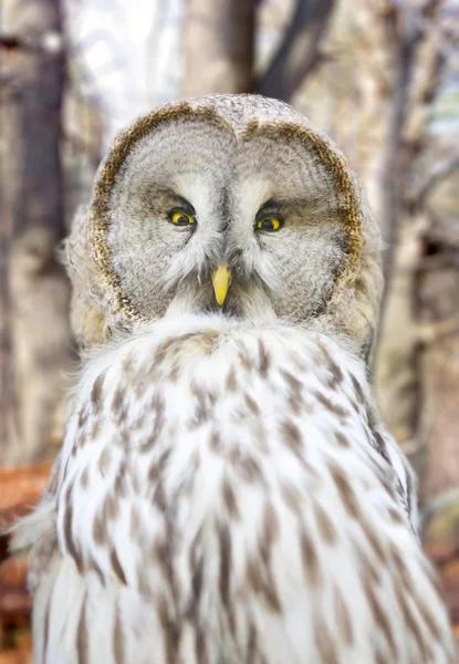 好奇心が強いフクロウ、カメラを凝視します。 — ストック写真