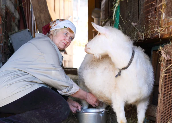 Žena dojení koz — Stock fotografie