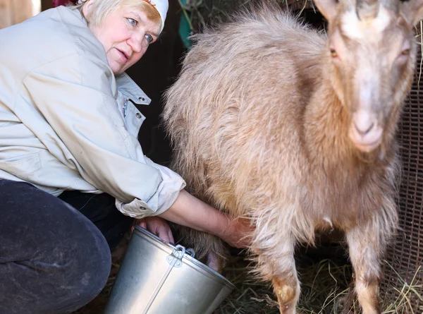 Mulher ordenhando uma cabra — Fotografia de Stock