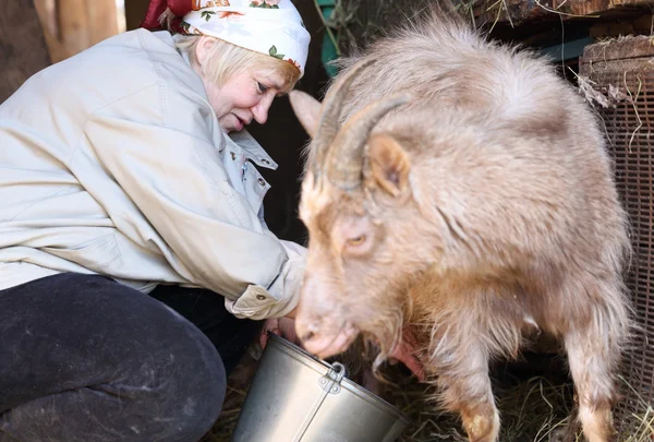 Woman milking a goat — Stock Photo, Image