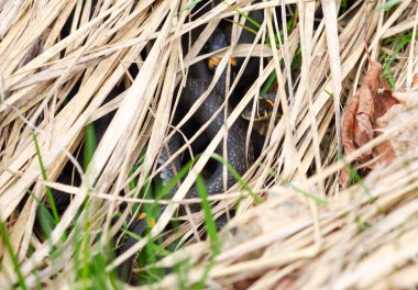 Yılanlar inç çimen