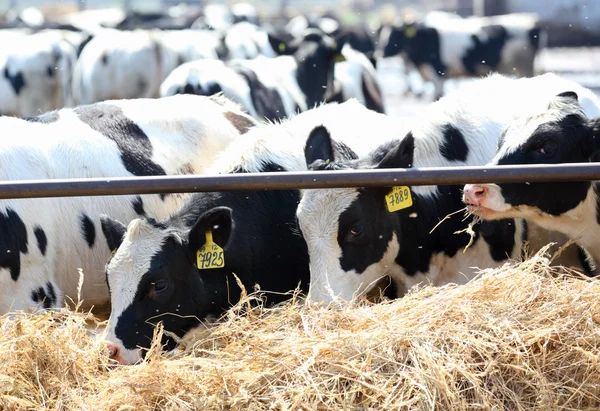 Farm cows — Stock Photo, Image