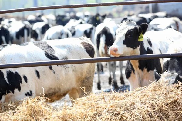 Farm cows — Stock Photo, Image