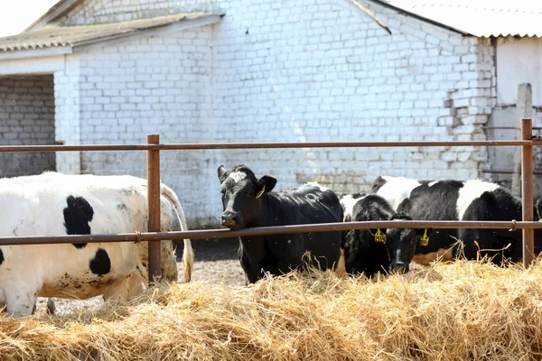 Vacas de granja — Foto de Stock