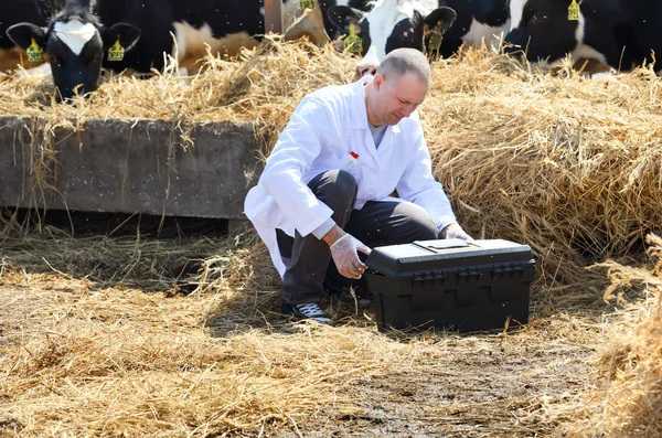 Médico na quinta de vacas — Fotografia de Stock