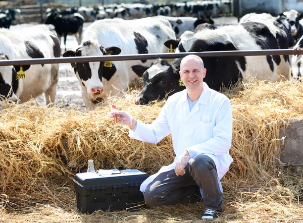 Male cow veterinarian at farm takes analyzes — Stock Photo, Image