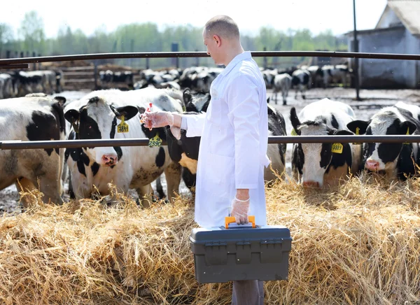 Homme vache vétérinaire à la ferme prend des analyses — Photo