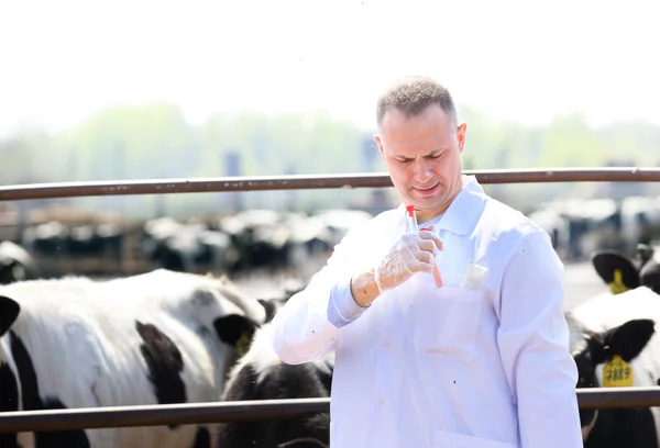 Αρσενικό κτηνίατρο αγελάδων στη γεωργική εκμετάλλευση λαμβάνει αναλύσεις — Φωτογραφία Αρχείου