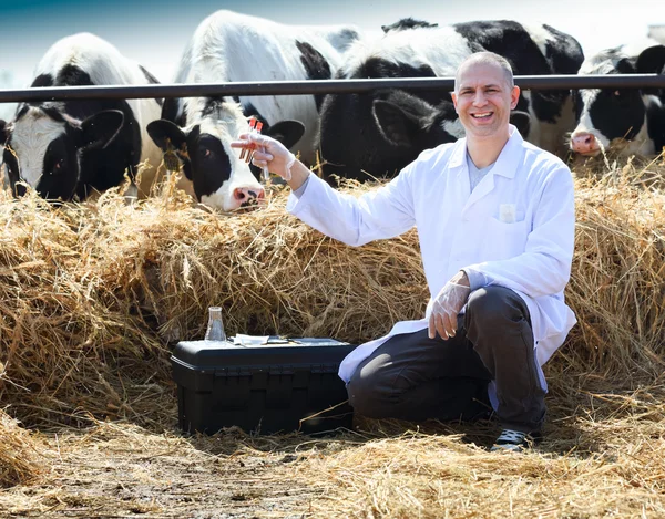 Veterinario bovino maschio — Foto Stock