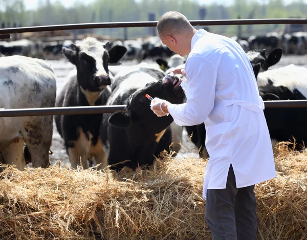 Veterinario bovino maschio — Foto Stock